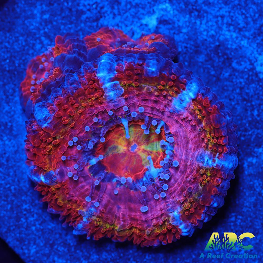 CC Queen Neptune Acan