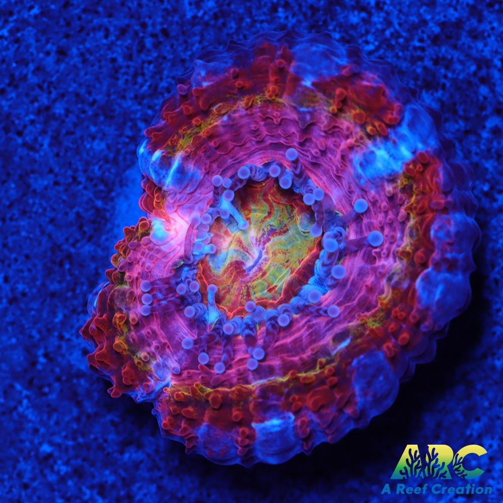 CC Queen Neptune Acan