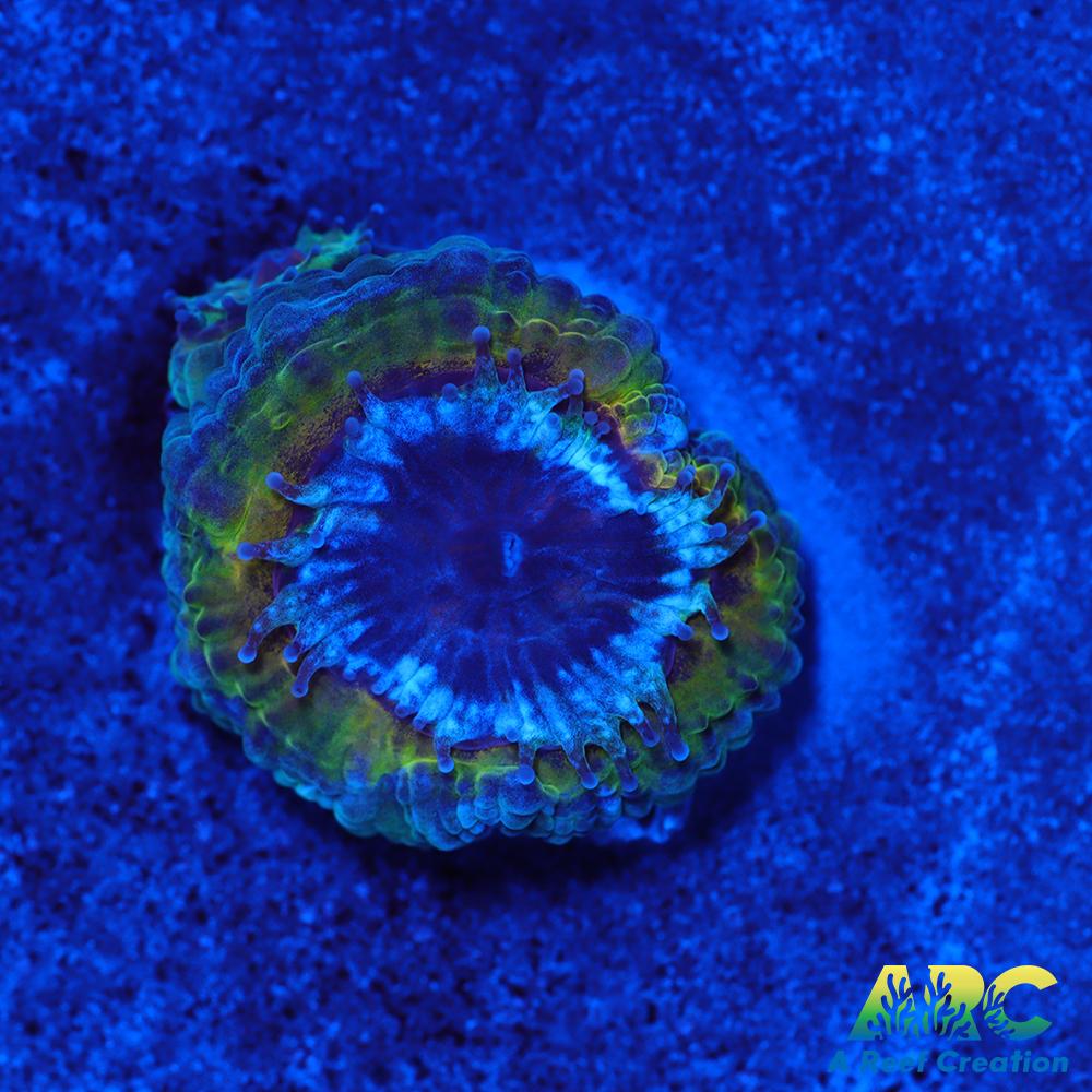 Rebecca's Rastafarian Acan