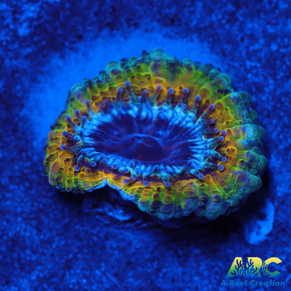 Rebecca's Rastafarian Acan