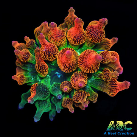 ECC Nexus Burst Bubble Tip Anemone
