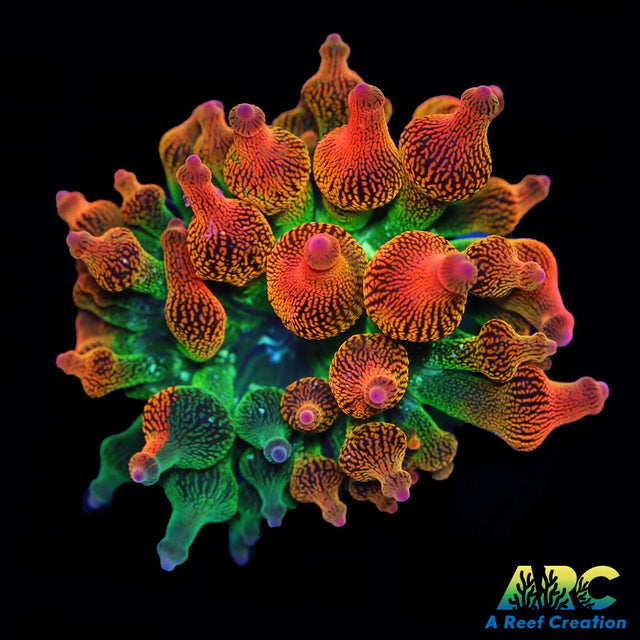 ECC Nexus Burst Bubble Tip Anemone