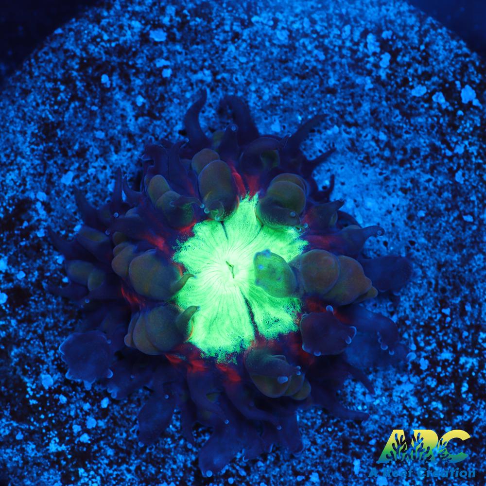 ARC Black Cherry Blasto