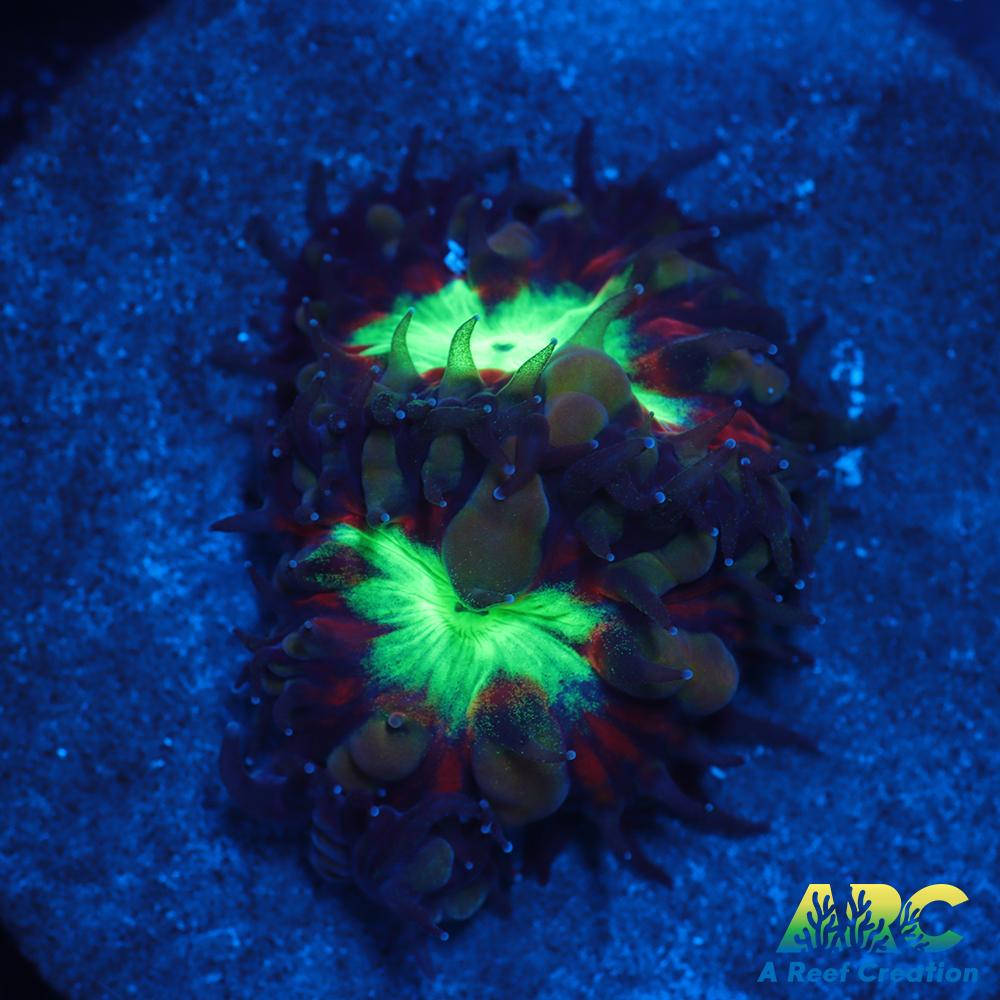 ARC Black Cherry Blasto