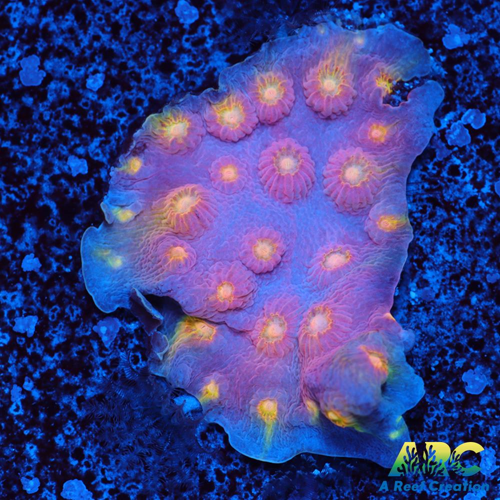 ARC Halley's Comet Plating Cyphastrea