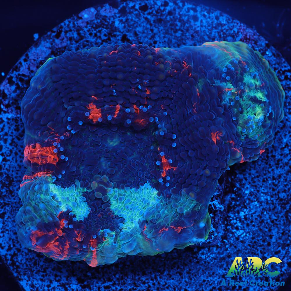 ARC Bottom Dweller Acan Echinata