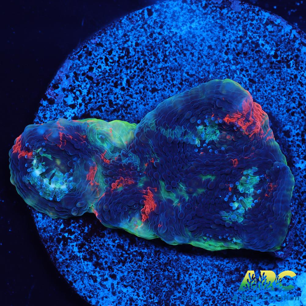 ARC Bottom Dweller Acan Echinata