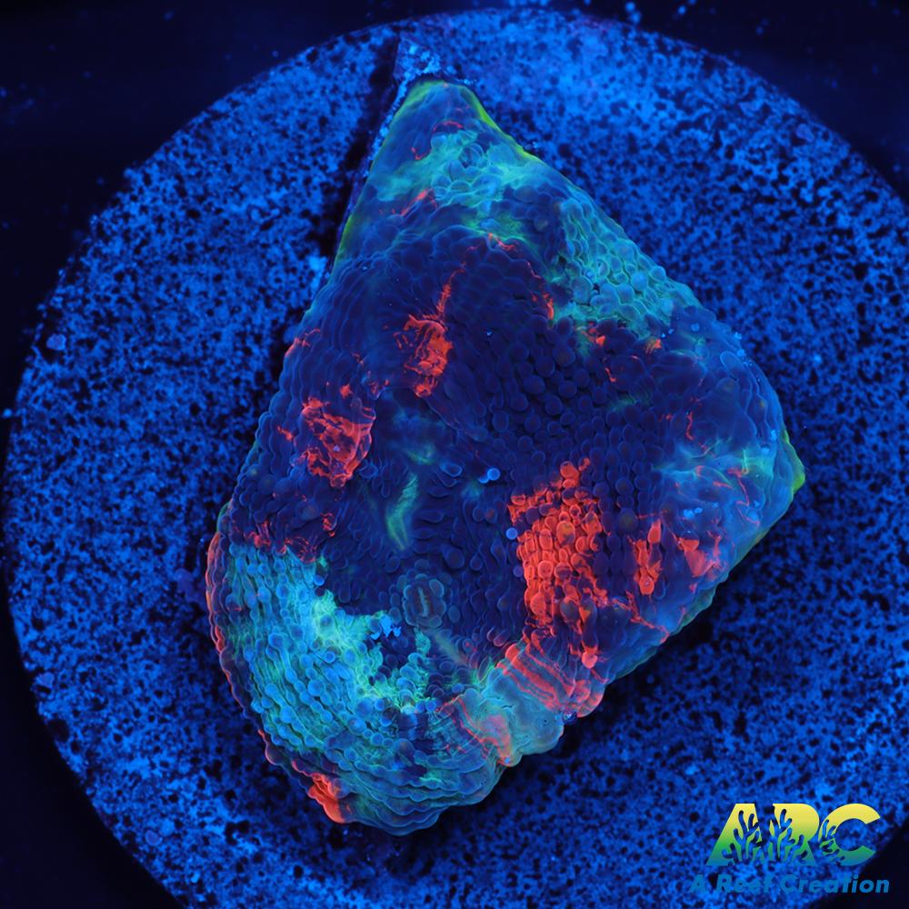 ARC Bottom Dweller Acan Echinata