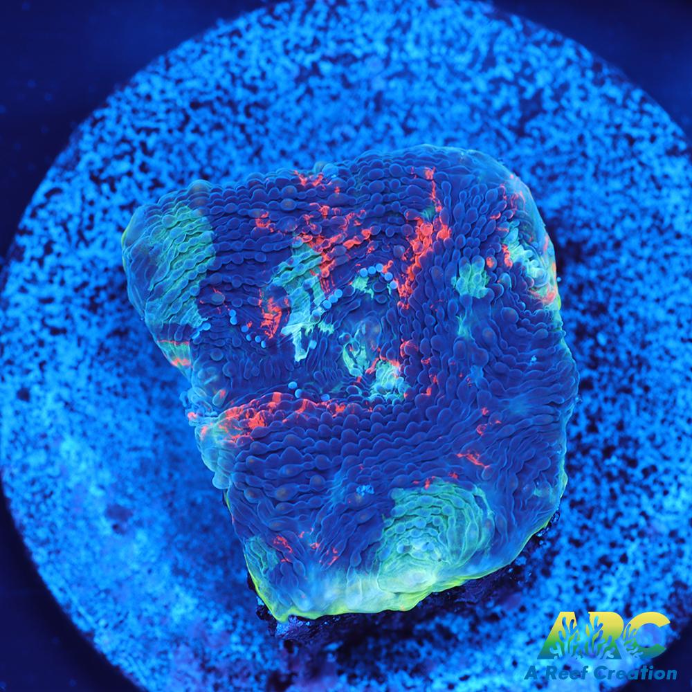 ARC Bottom Dweller Acan Echinata