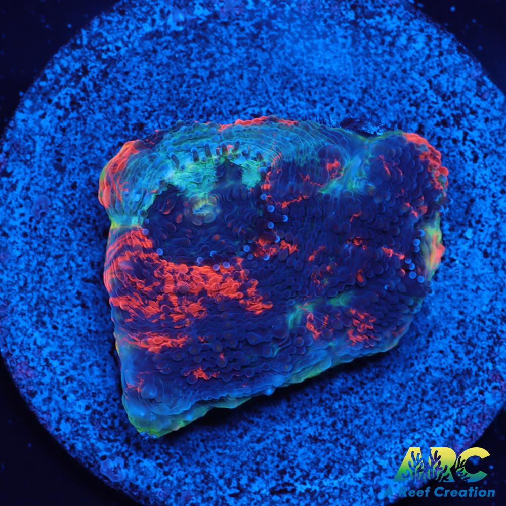 ARC Bottom Dweller Acan Echinata