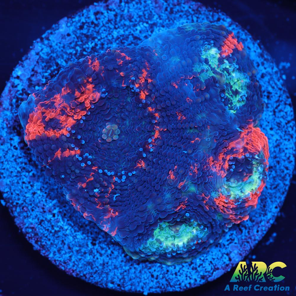 ARC Bottom Dweller Acan Echinata