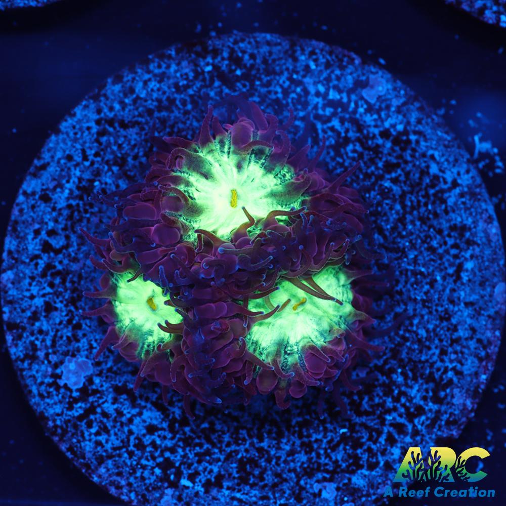 ARC Red Velvet Blasto Merletti