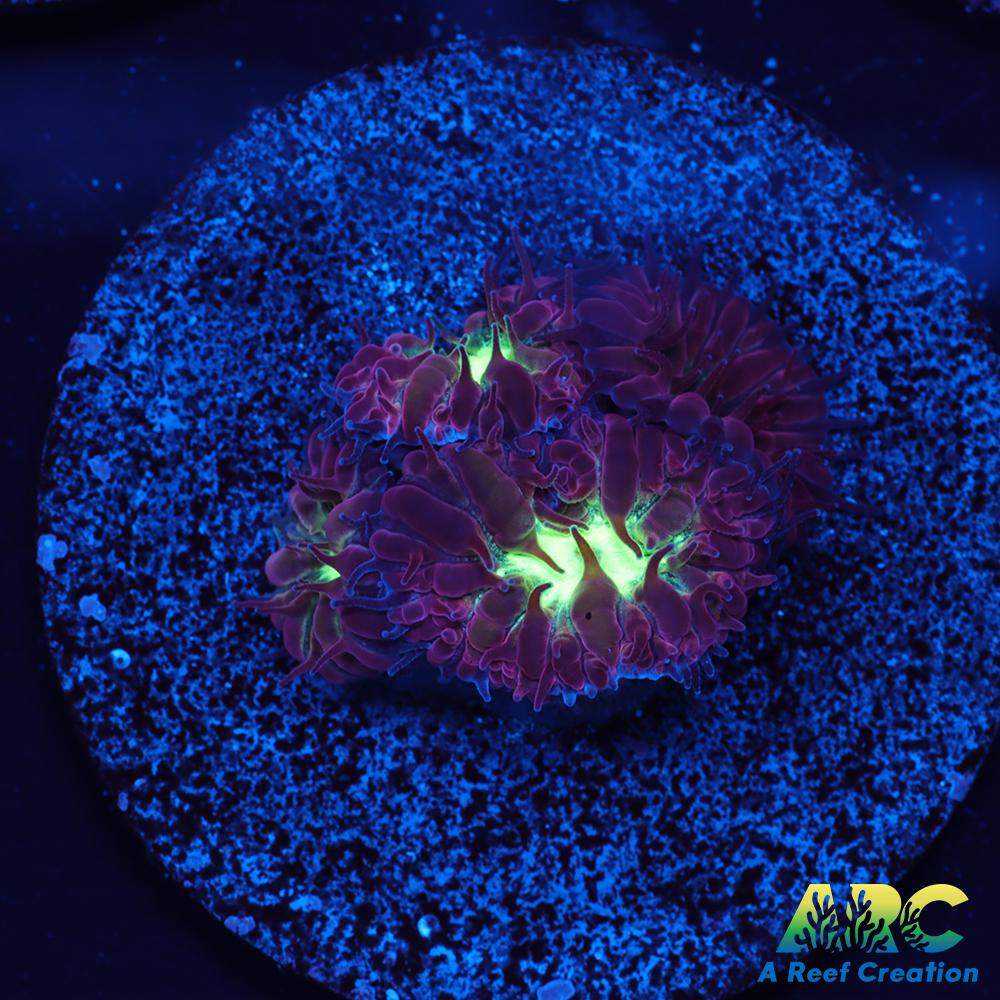 ARC Red Velvet Blasto Merletti