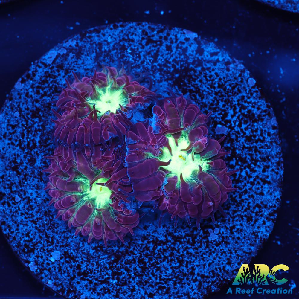 ARC Red Velvet Blasto Merletti