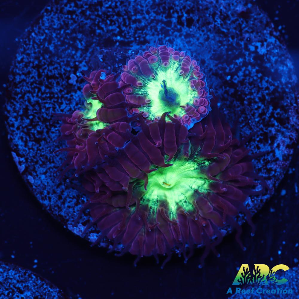 ARC Red Velvet Blasto Merletti