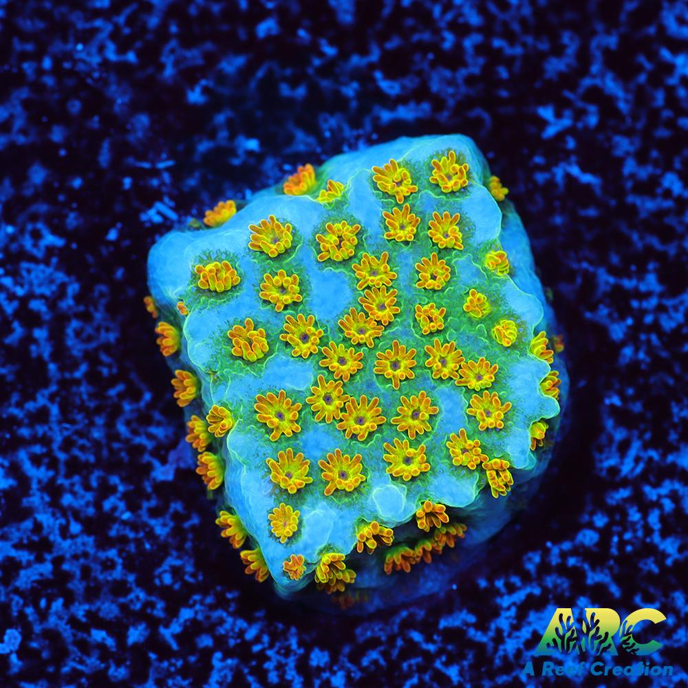 ECC Confused Rainbow Sunset Monti