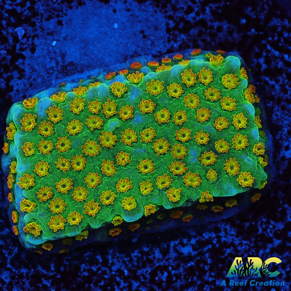 ECC Confused Rainbow Sunset Monti