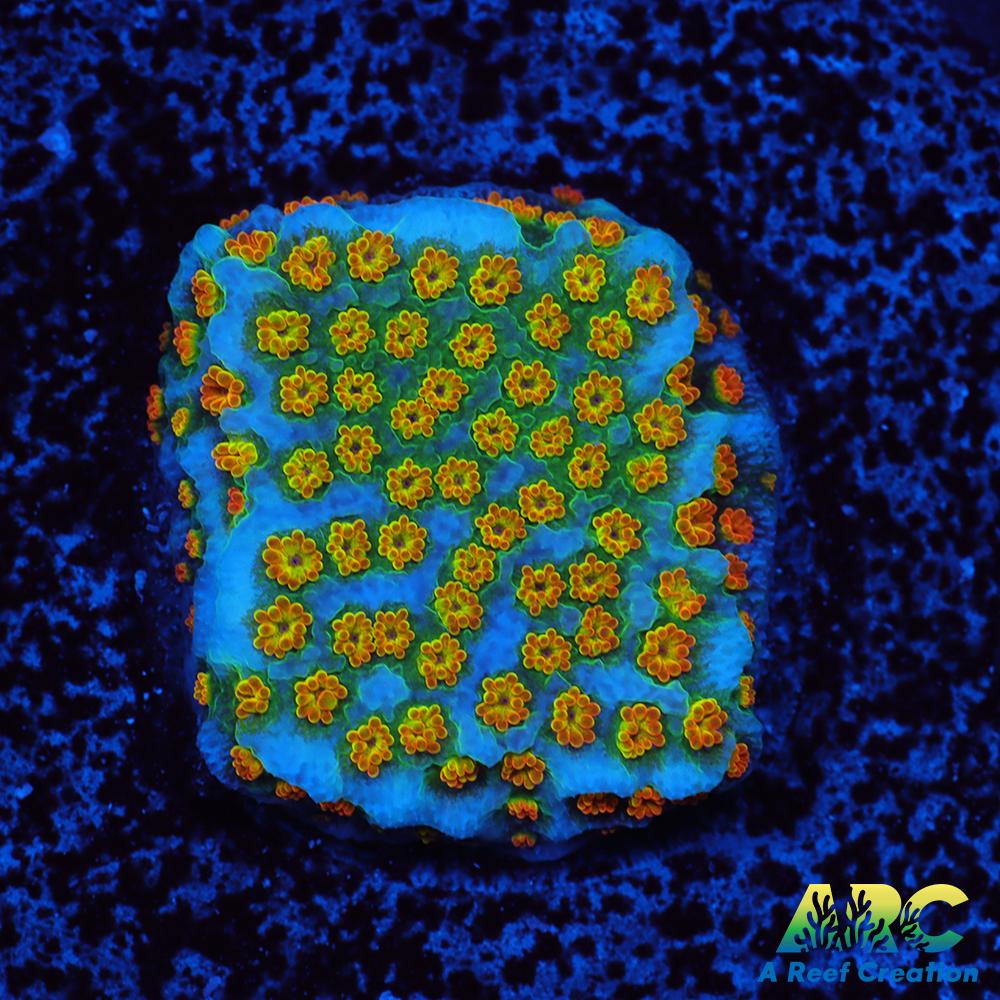 ECC Confused Rainbow Sunset Monti