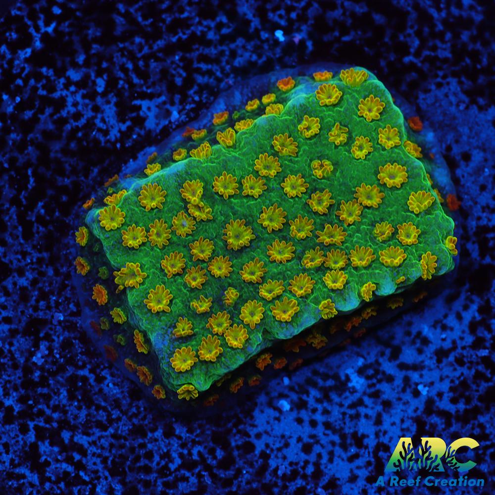 ECC Confused Rainbow Sunset Monti