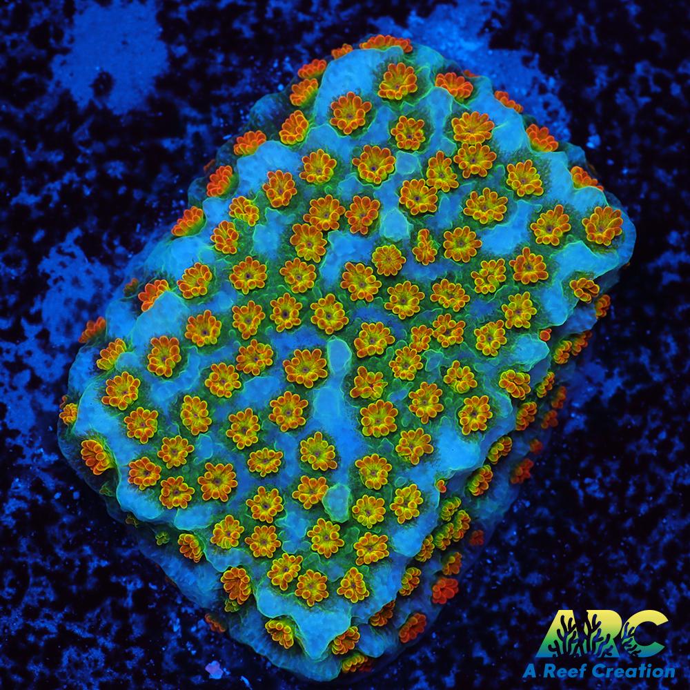 ECC Confused Rainbow Sunset Monti