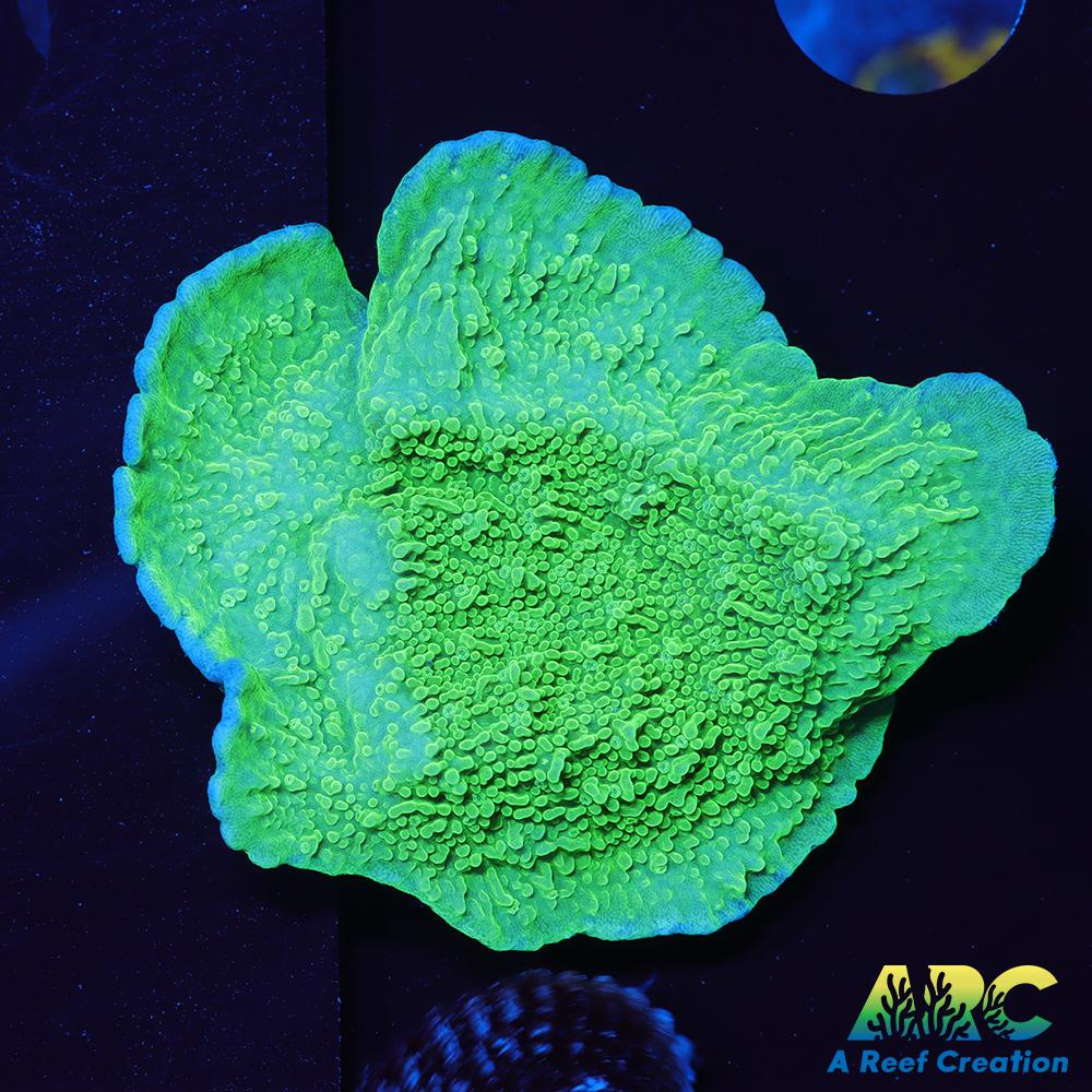 Paletta Blue Rim Monti