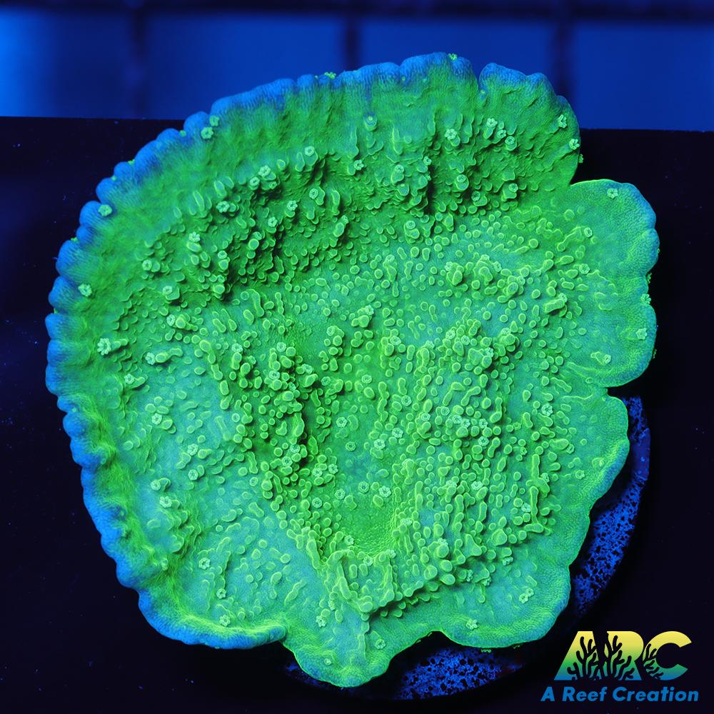 Paletta Blue Rim Monti