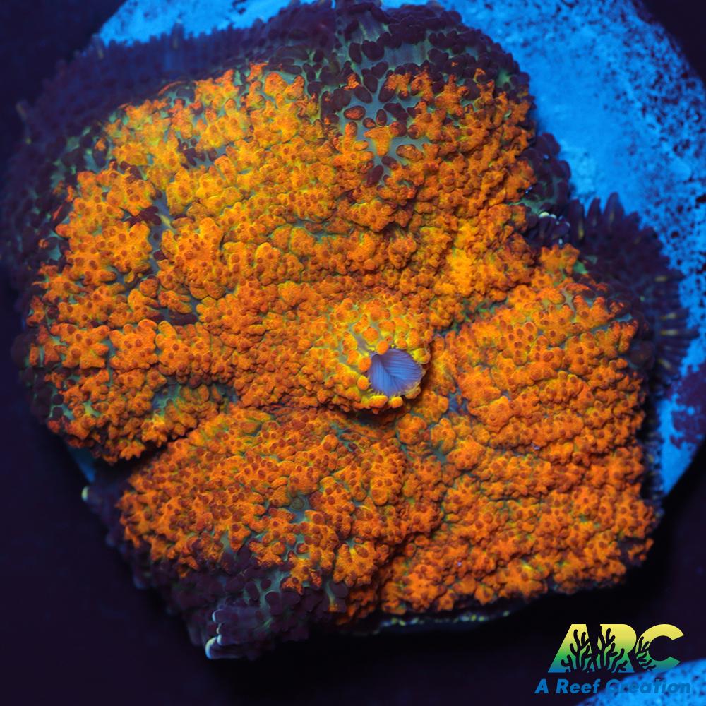 Fall Foilage Rhodactus