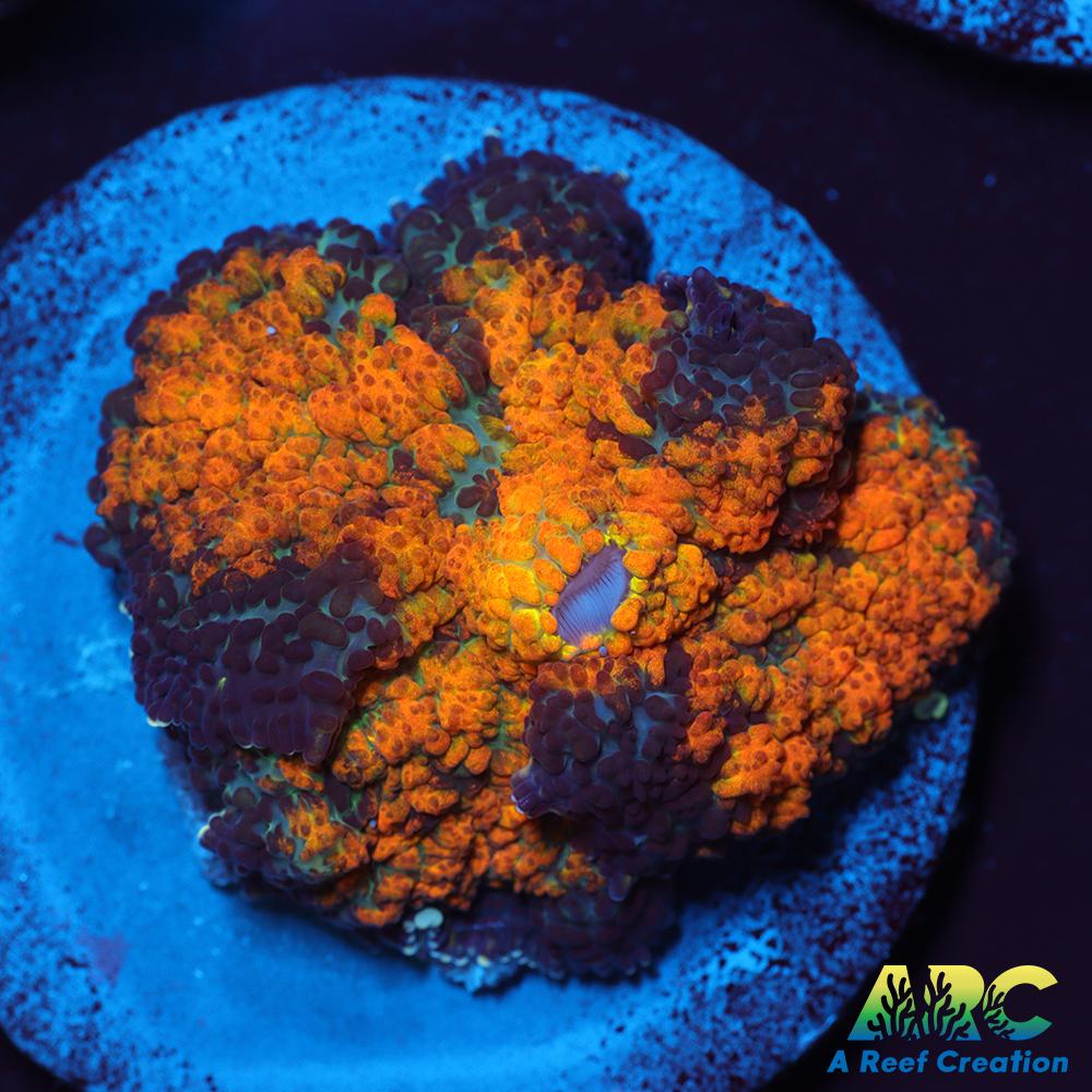 Fall Foilage Rhodactus