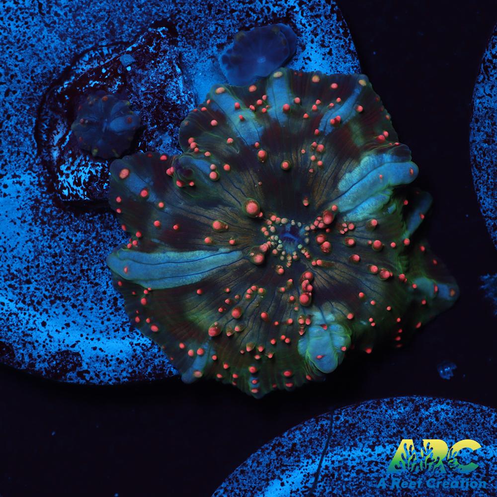 Dragon Lady Bounce Mushroom