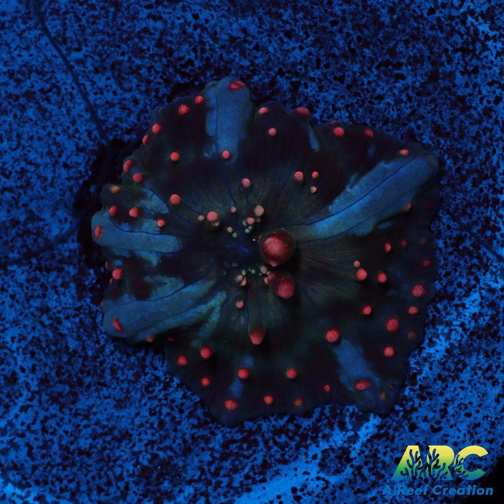 Dragon Lady Bounce Mushroom