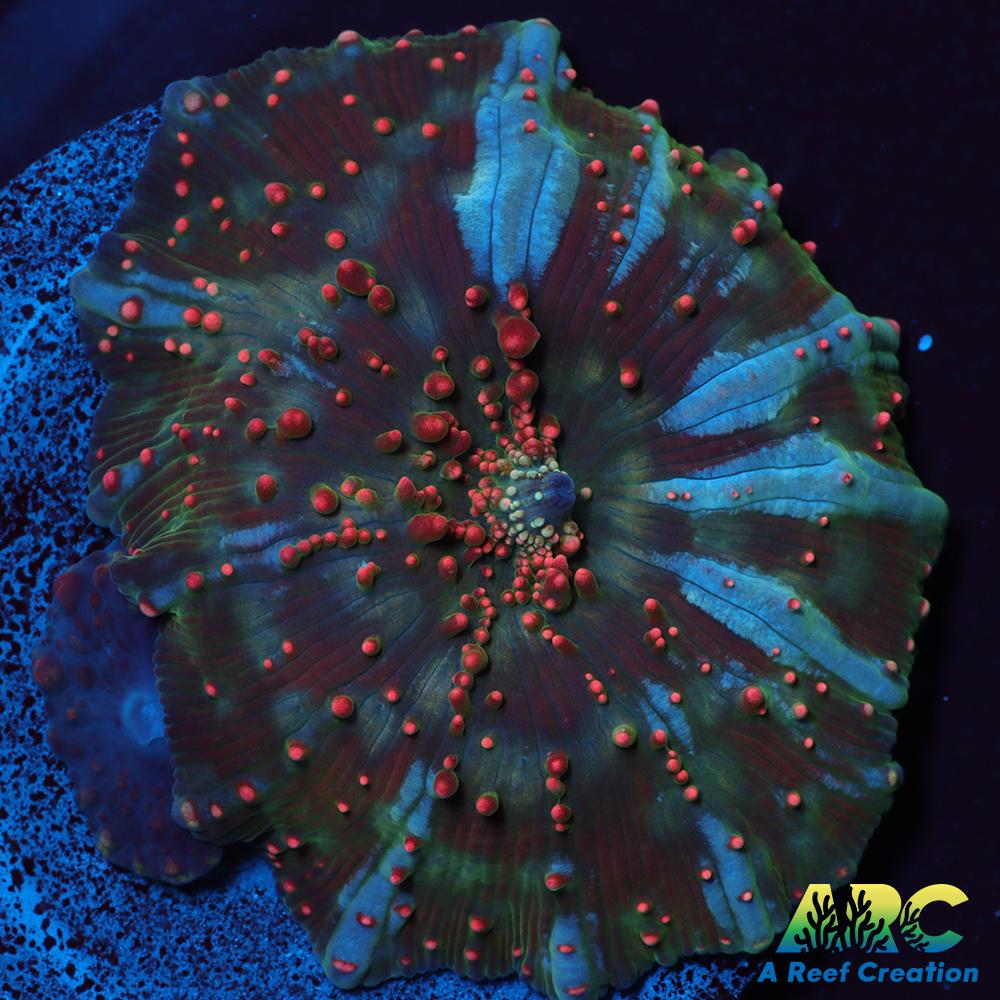 Dragon Lady Bounce Mushroom