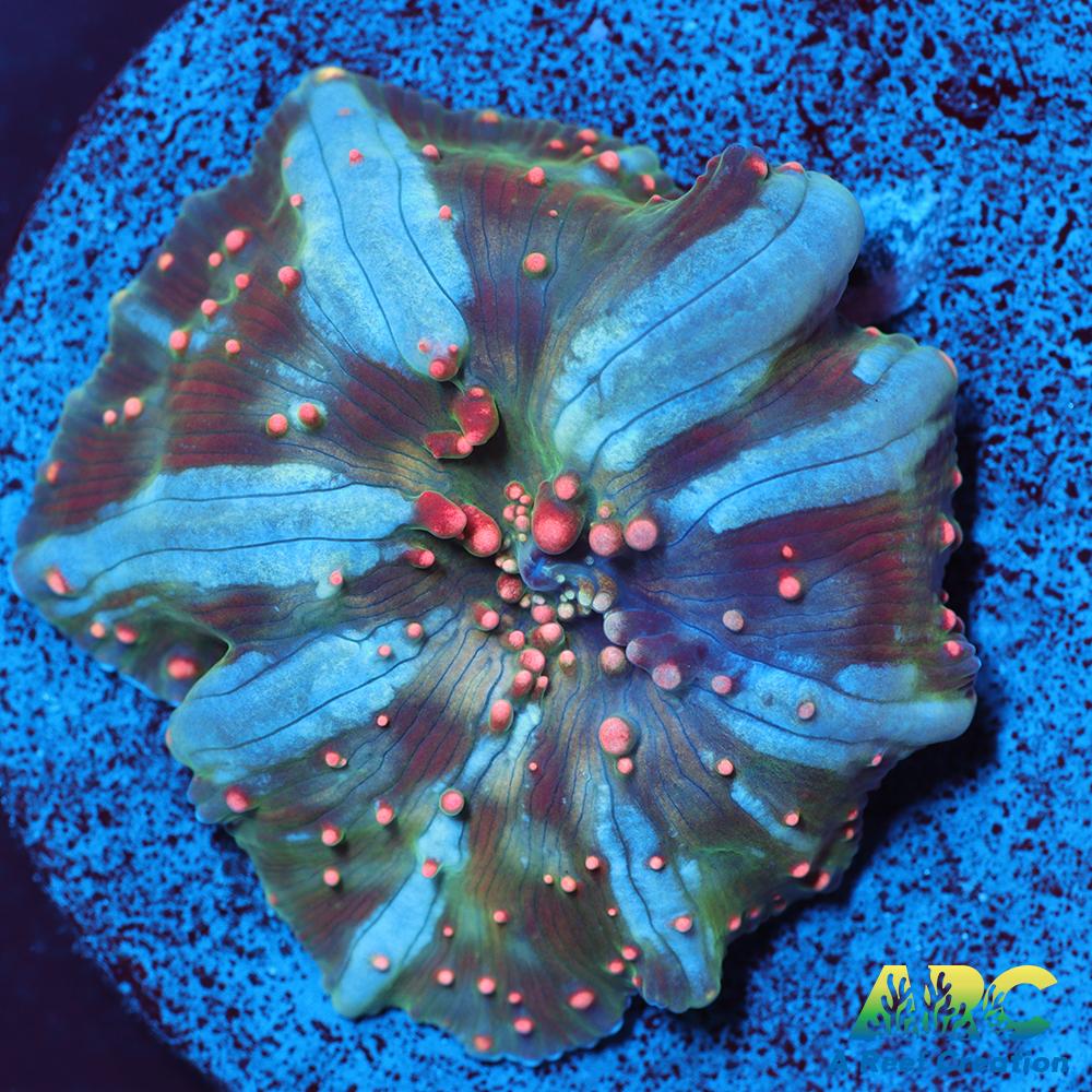 Dragon Lady Bounce Mushroom