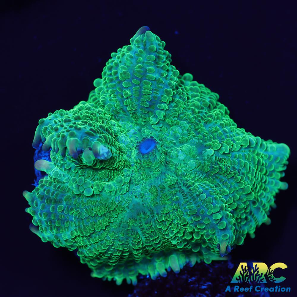 Green Rhodactus Mushroom