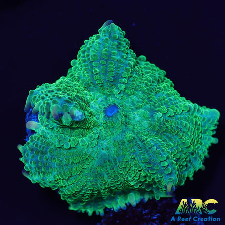 Green Rhodactus Mushroom