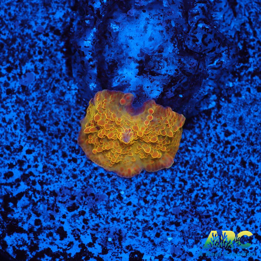 Toney's Jaw Breaker Mushroom