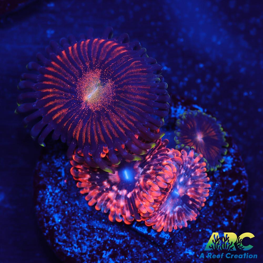 Mambo Jambo Utter Chaos Combo