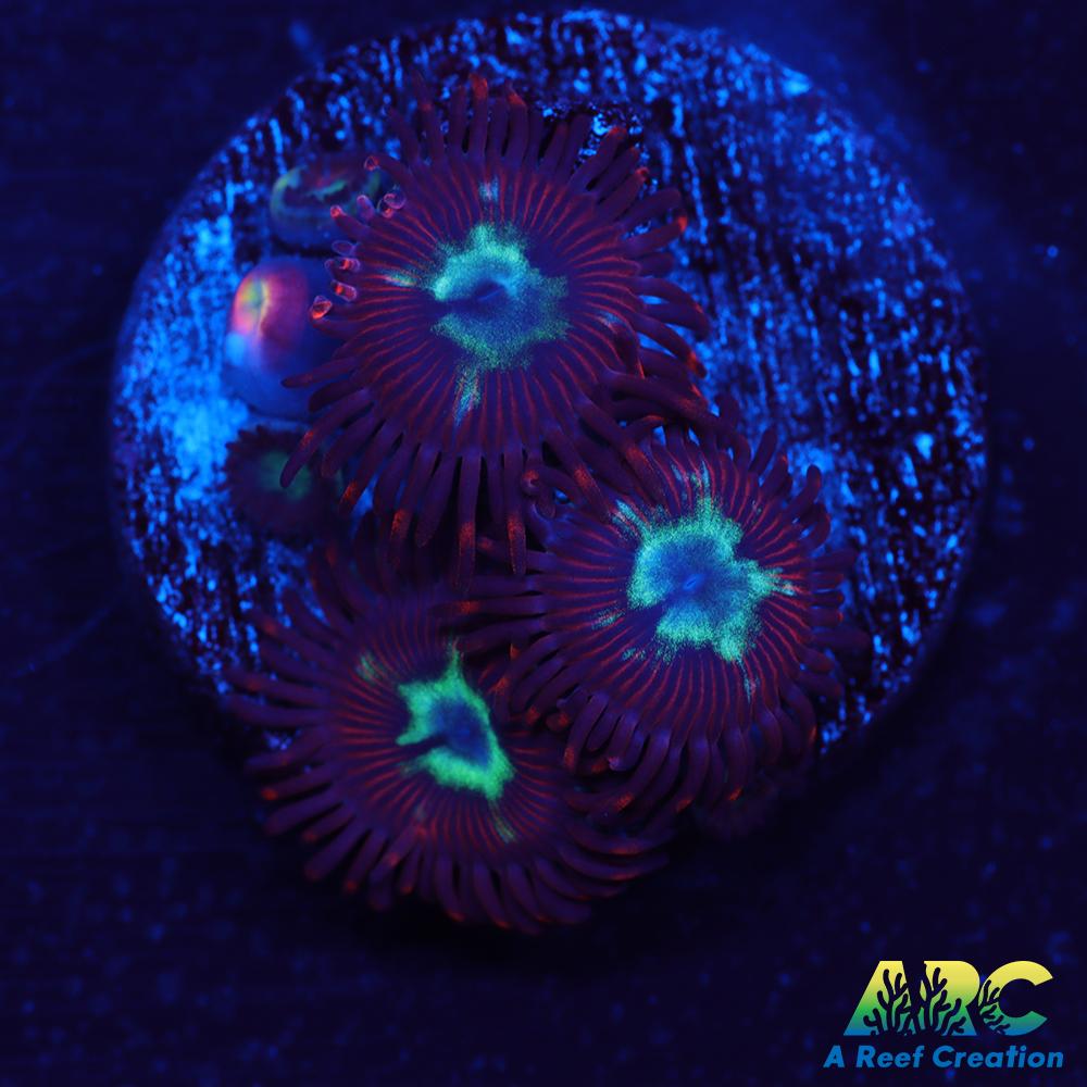 Lazy's Chrysanthemum Zoa