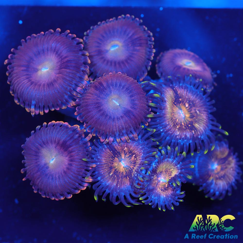 Nirvanas and Halle Berry Combo