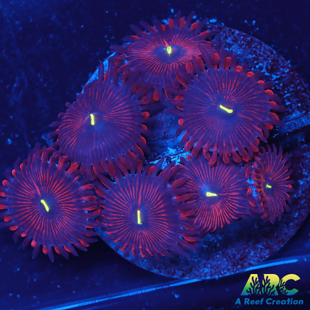 Electric Red People Eaters