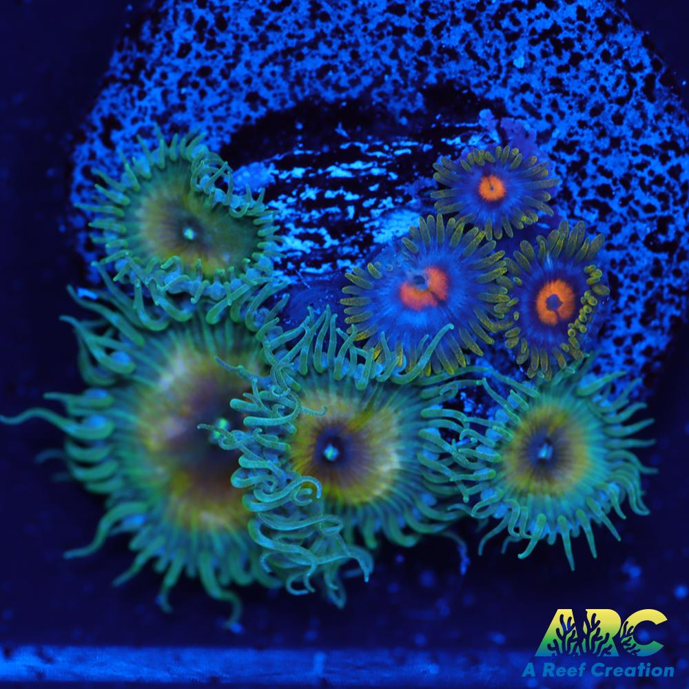 Captain Jerks and Blow Pops