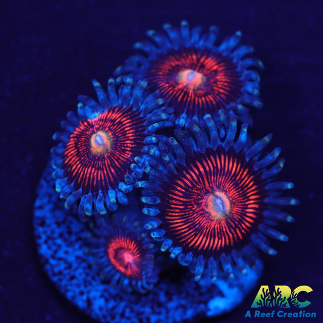 God of War Revolution