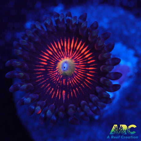 God of War Revolution