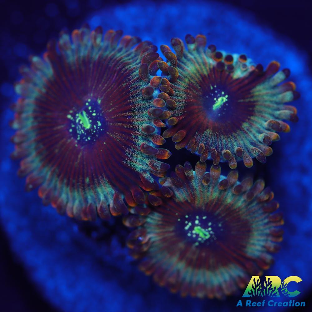 ARC Magical Magician