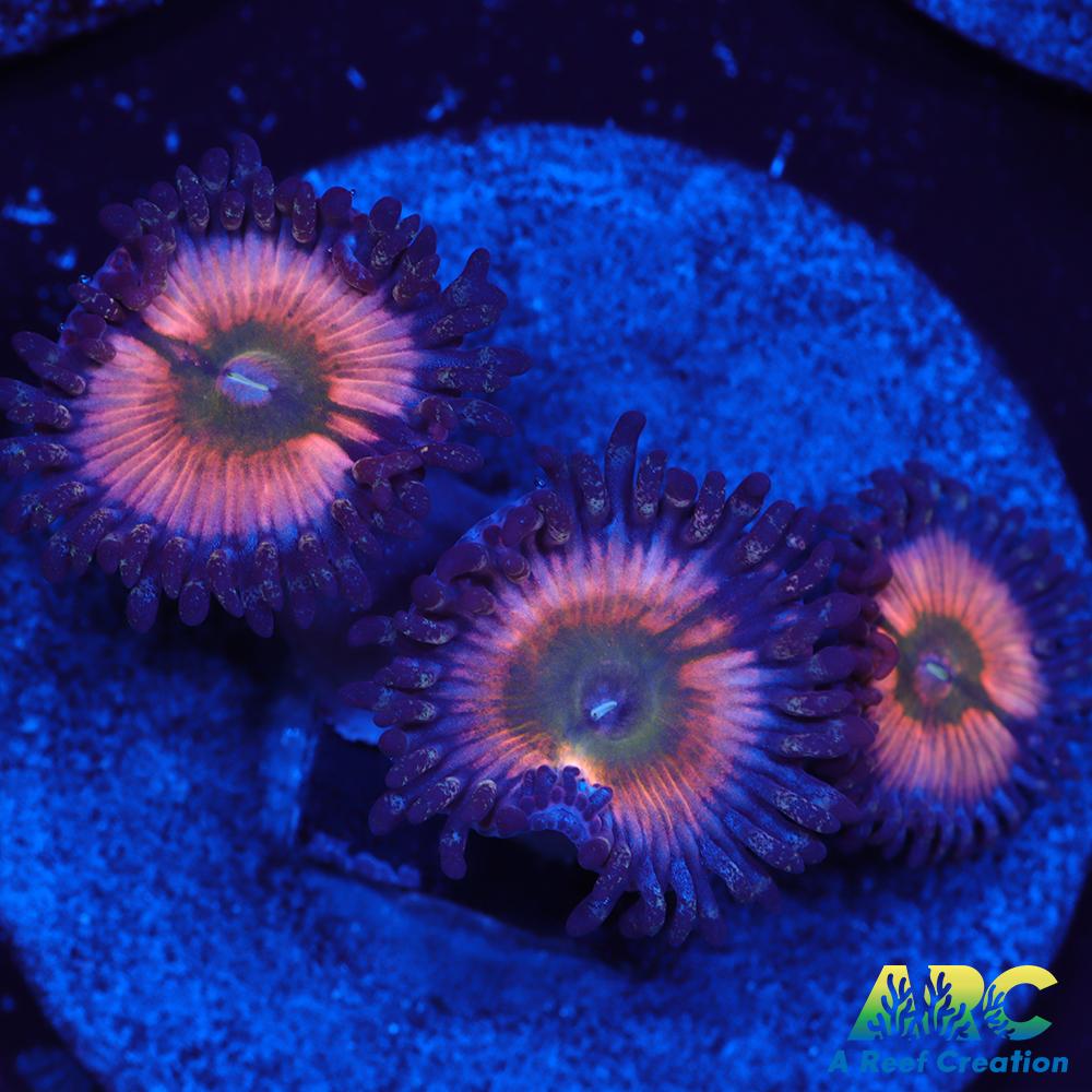 CB Rainbow Infusions