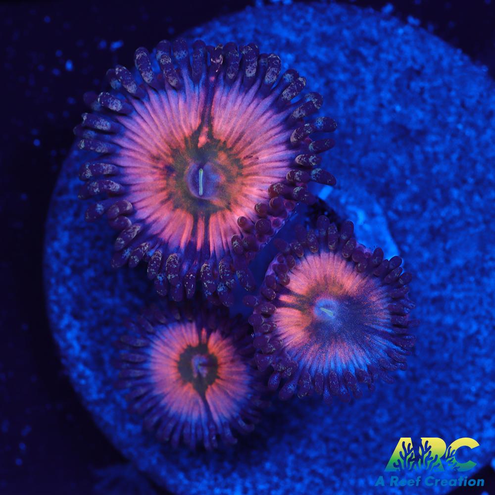 CB Rainbow Infusions