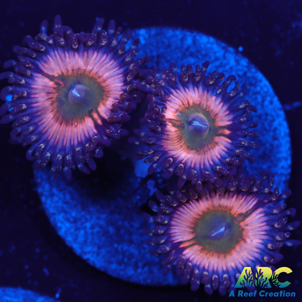 CB Rainbow Infusions