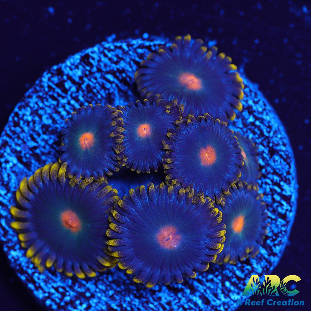 CC Alien Blueberries