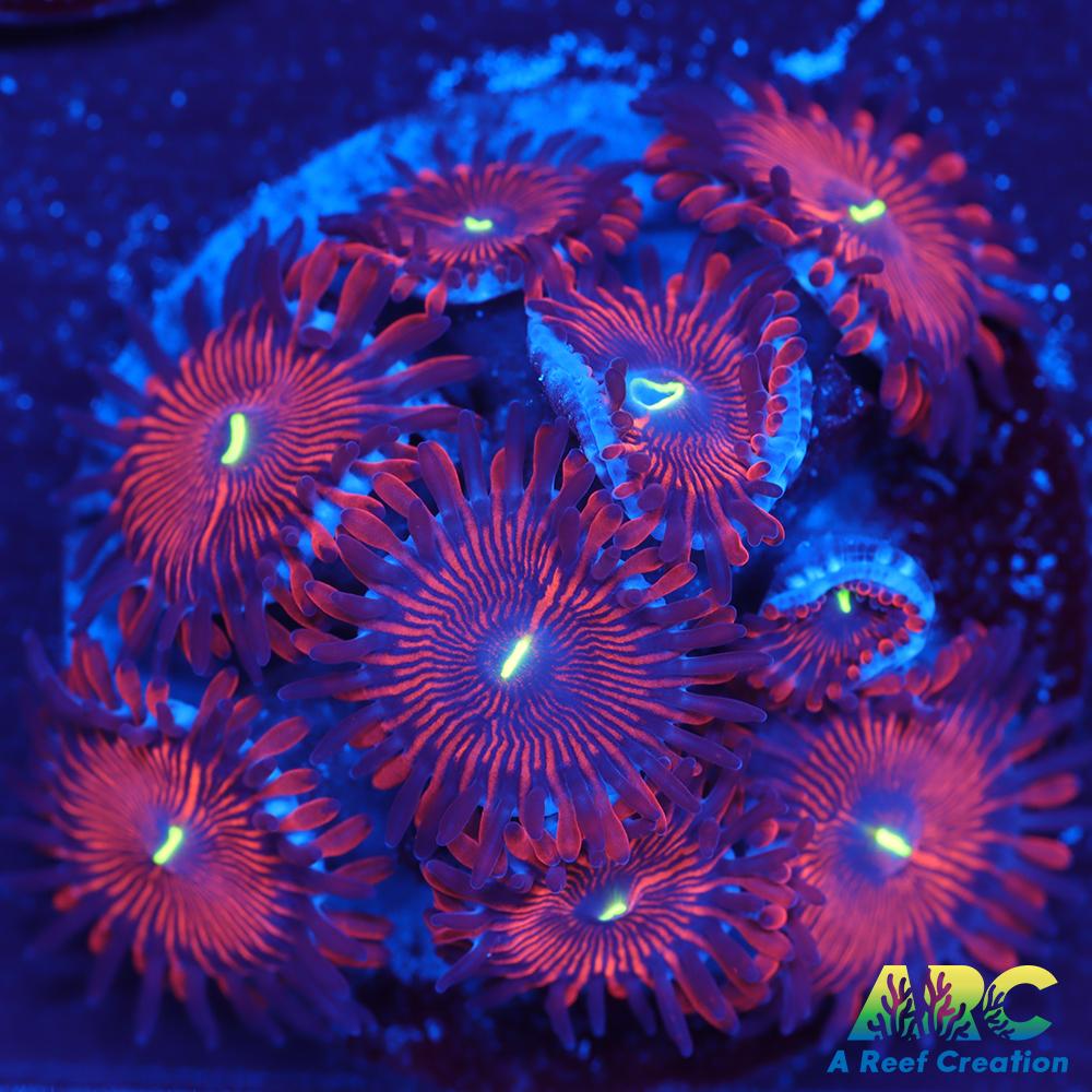 Electric Red People Eaters