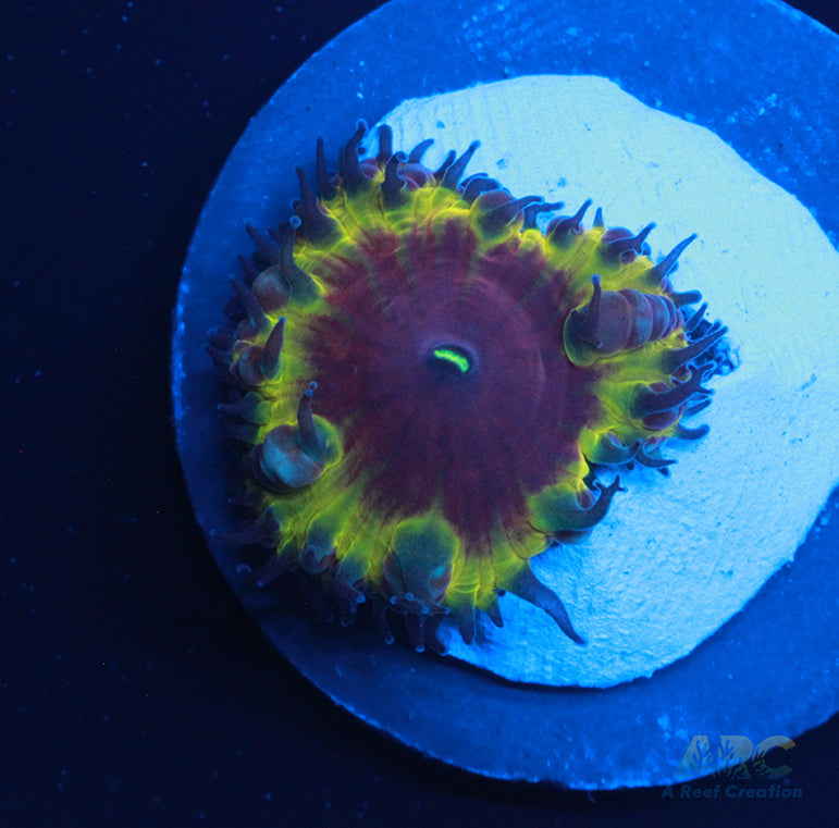 FF Murex Dreams Blasto