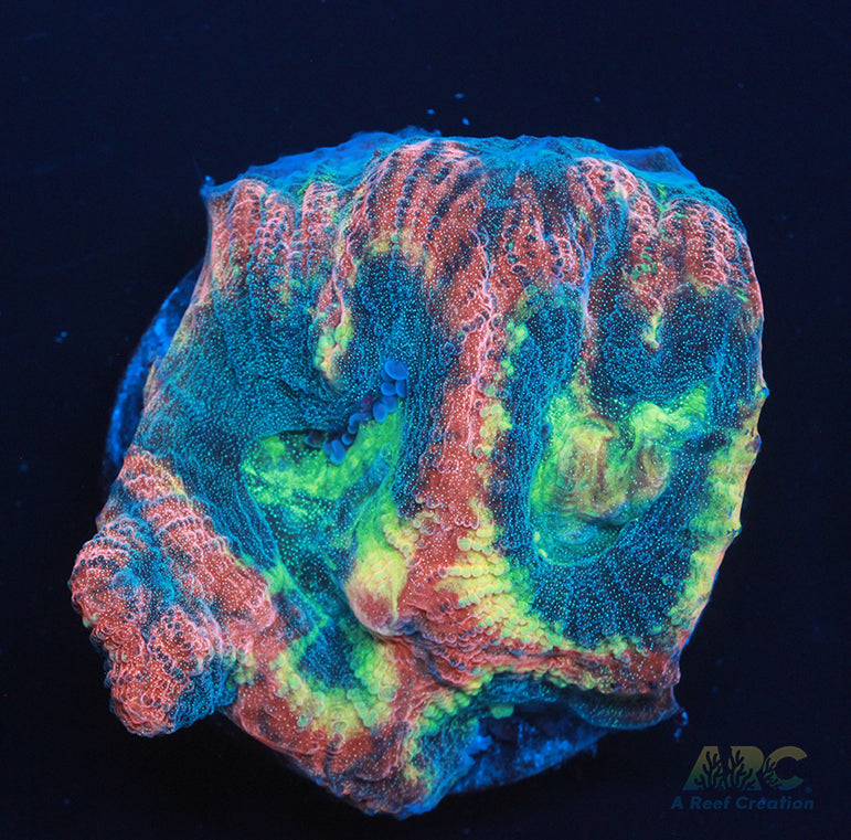 Brent's Reverse Prism Favia